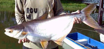 2021_Yellowfin Pangasius_Pangasius polyuranodon.jpg